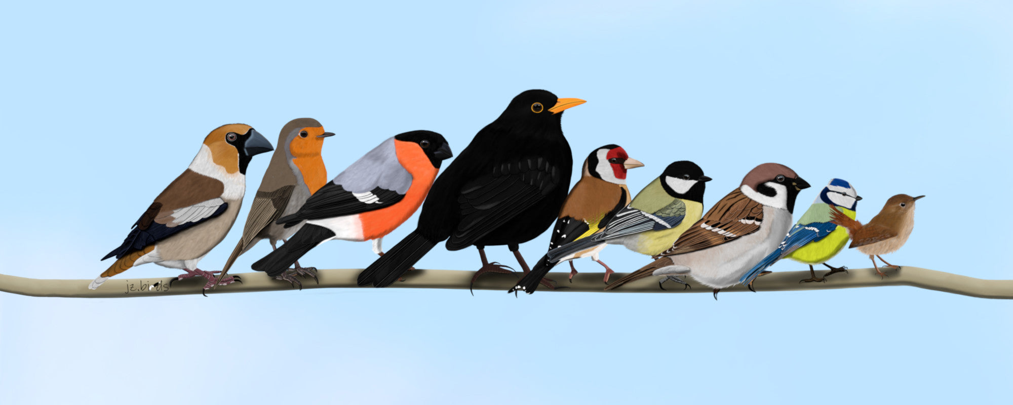 Group of colorful birds perched on a branch against a clear blue sky