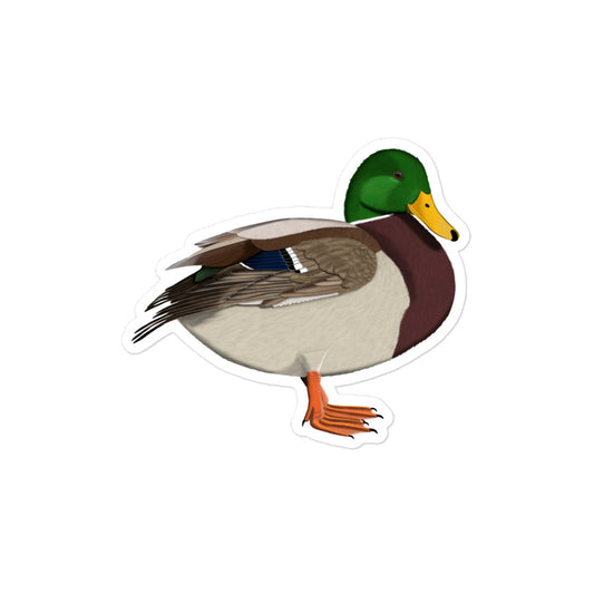 マガモ 防水ビニールステッカー / 野鳥デザイン (PC・スーツケース用)