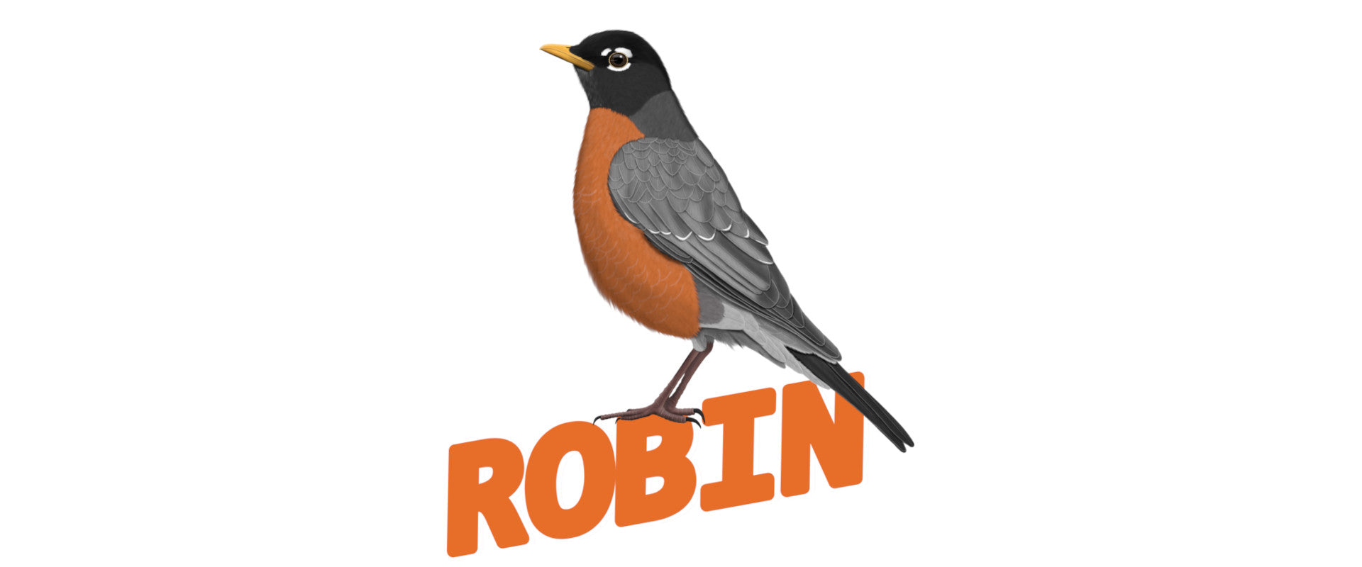 american robin bird tshirts sweatshirts mugs. great gifts for bird lovers